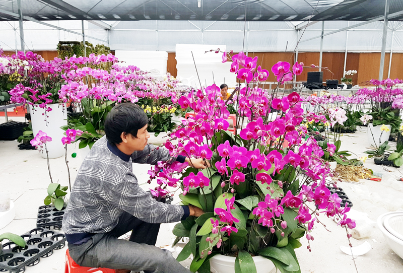 lan hồ điệp cắm tết