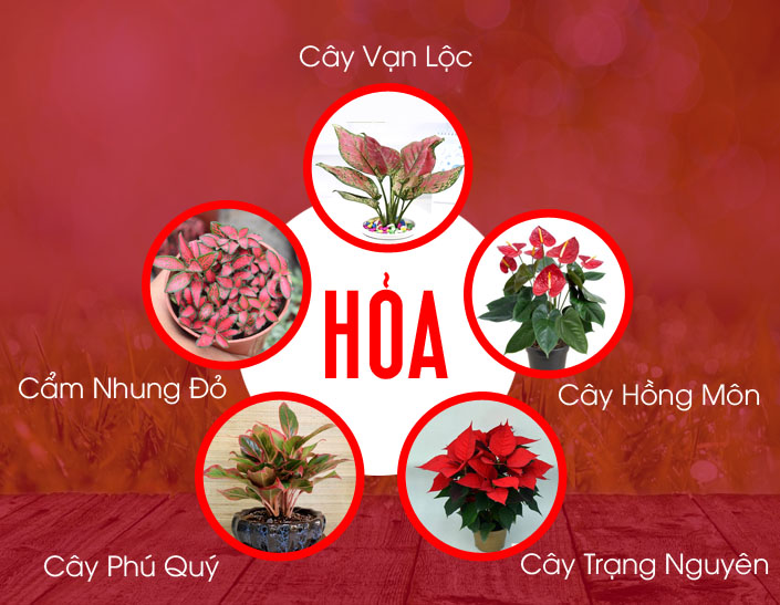 cây phong thủy hệ hỏa