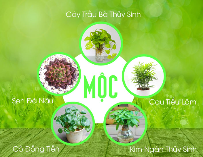 cây phong thủy mệnh mộc
