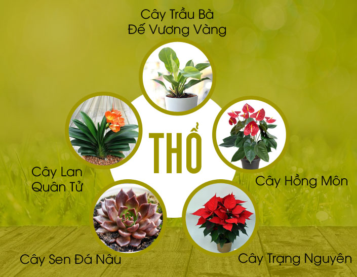 cây vượng tài mệnh thổ