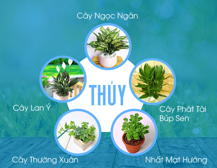 cây phong thủy mạng thủy