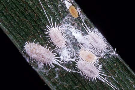 Rệp sáp màu trắng