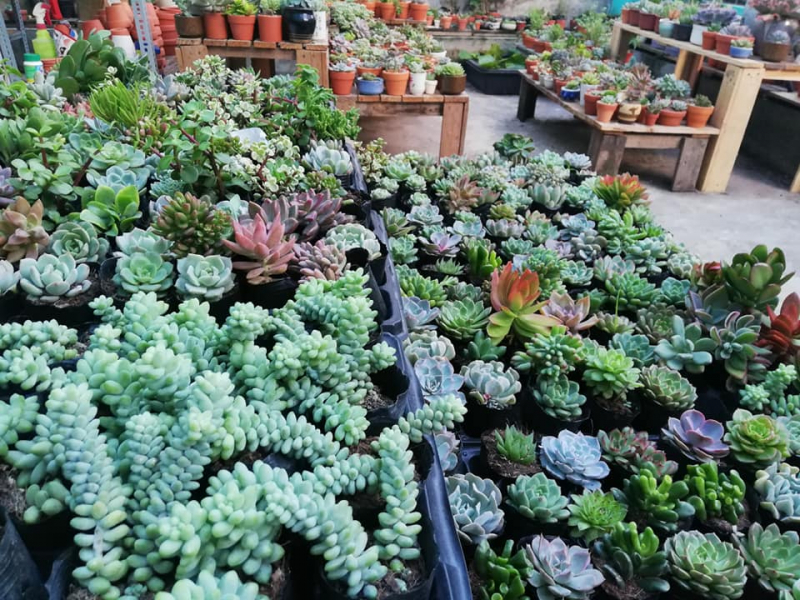 ý nghĩa cây sen đá