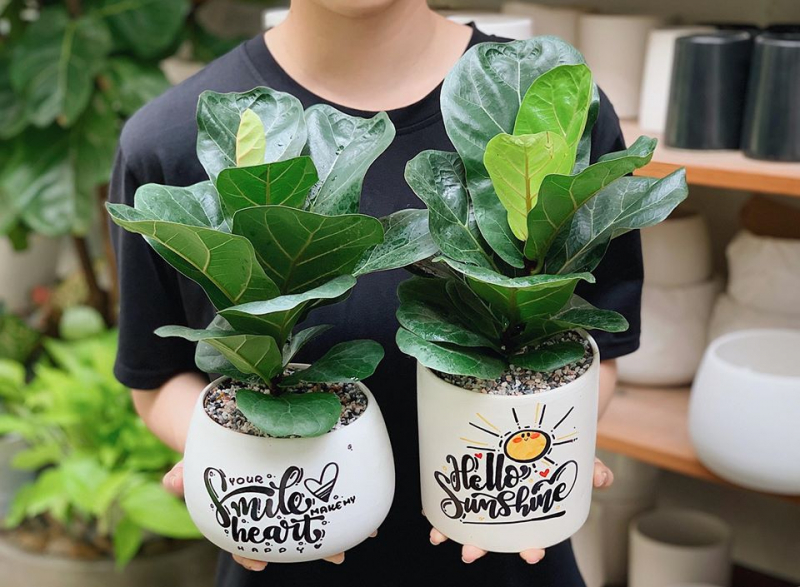 cây bàng sinapore mini