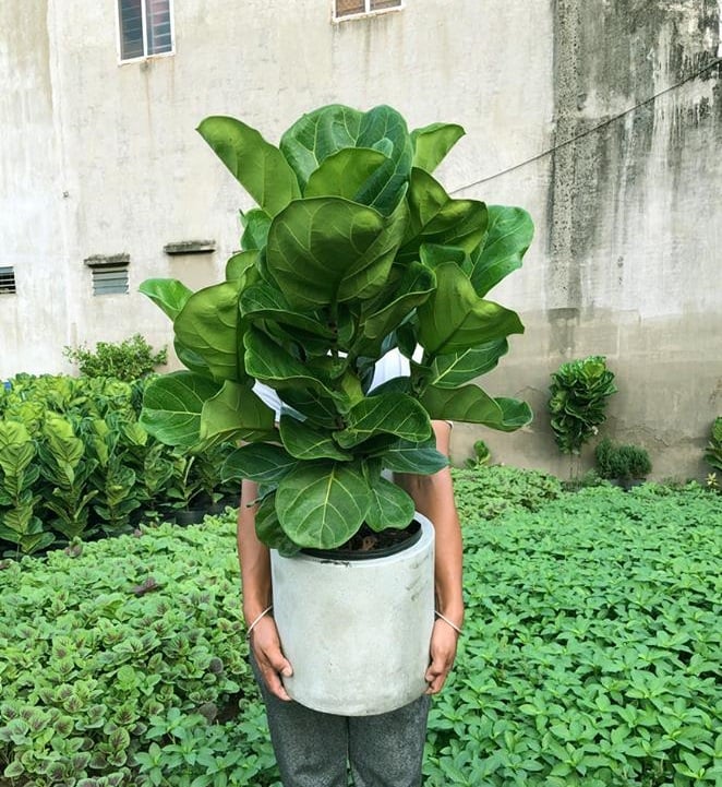 cây bàng singapore