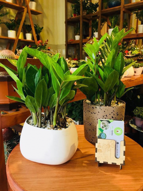 cây kim tiền để bàn