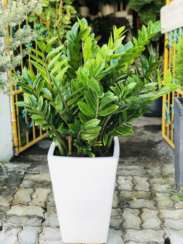 cây kim tiền văn phòng