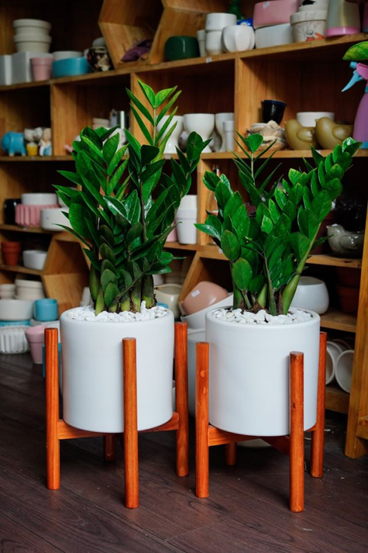 cây kim tiền nội thất