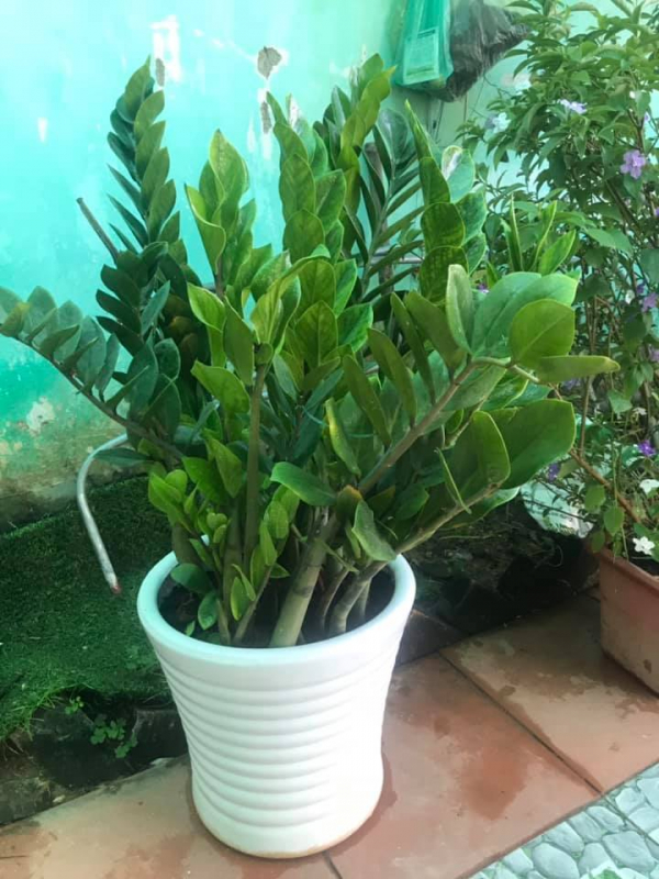 cây kim tiền trong chậu