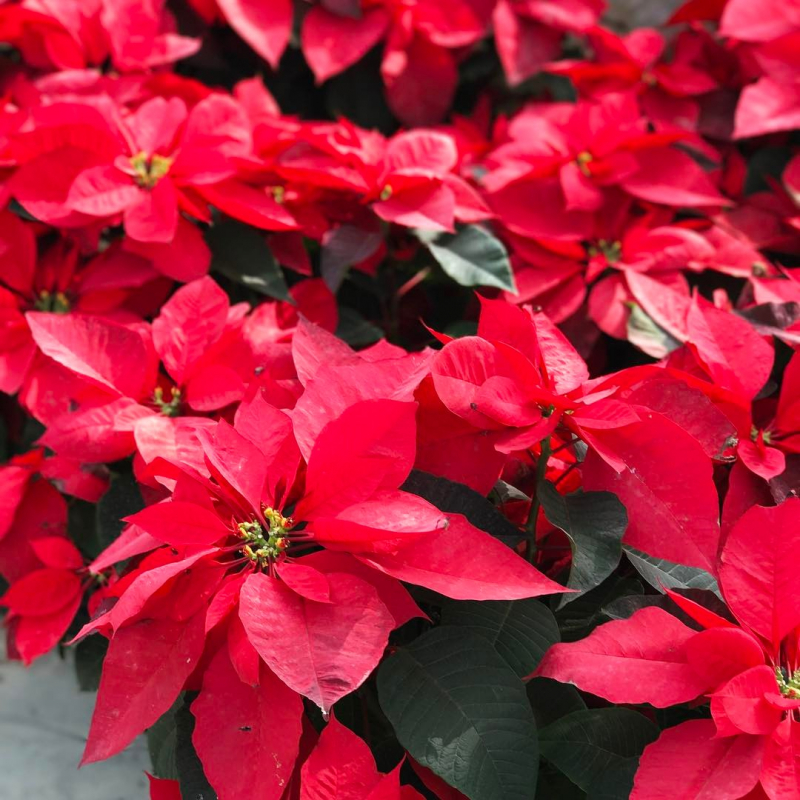 cây hoa trạng nguyên