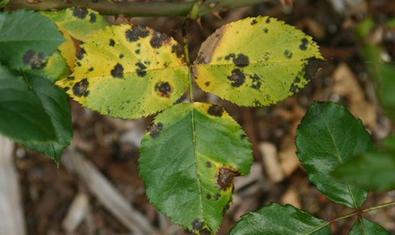 bệnh đốm lá trên hoa hồng