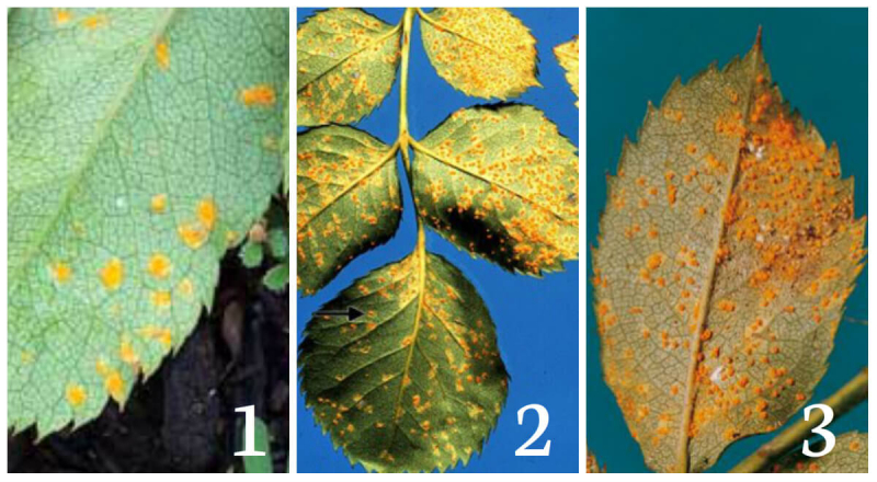 bệnh rỉ sắt trên hoa hồng