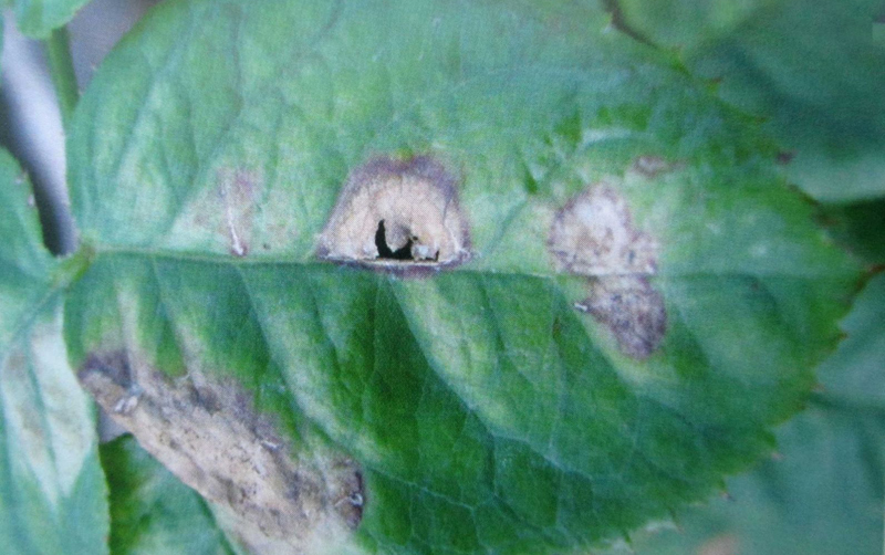 bệnh thán thư trên hoa hồng