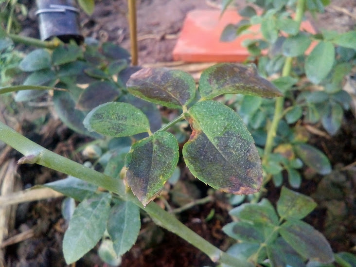 bệnh sương mai trên hoa hồng