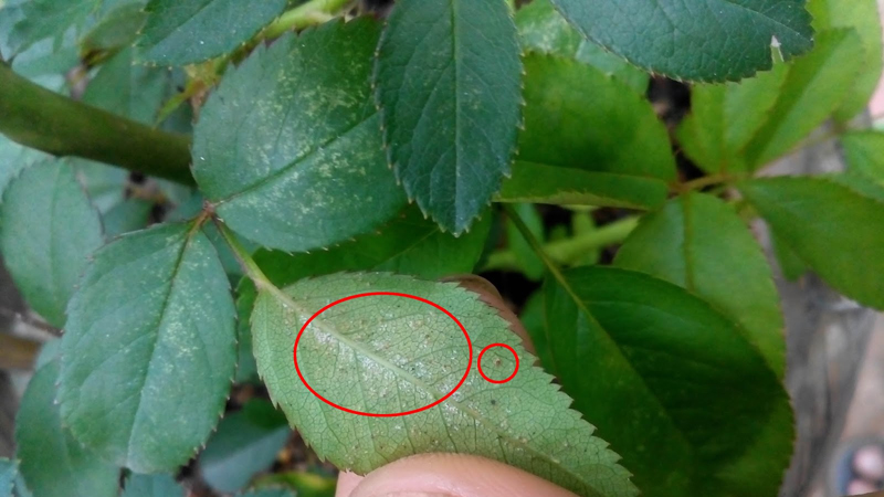 nhện gây hại trên hoa hồng