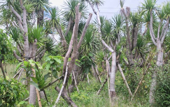 vườn cây phát  tài núi