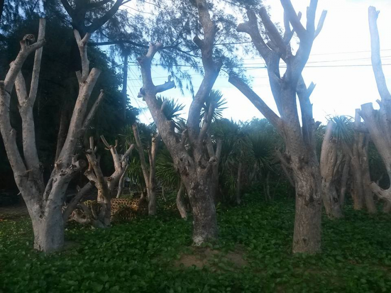 vườn cây phát tài núi