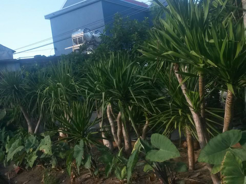 cây phát tài núi