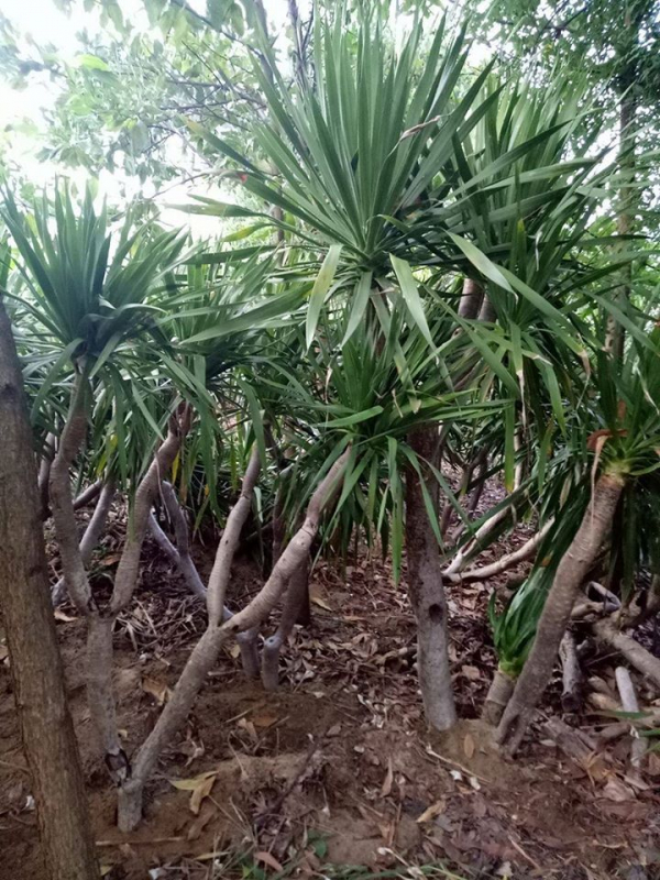 trồng cây phát tài núi