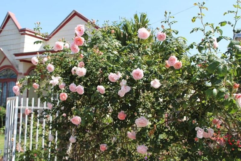 hàng rào hoa hồng