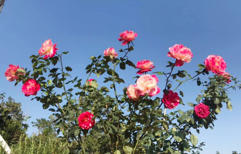 chăm sóc hoa hồng