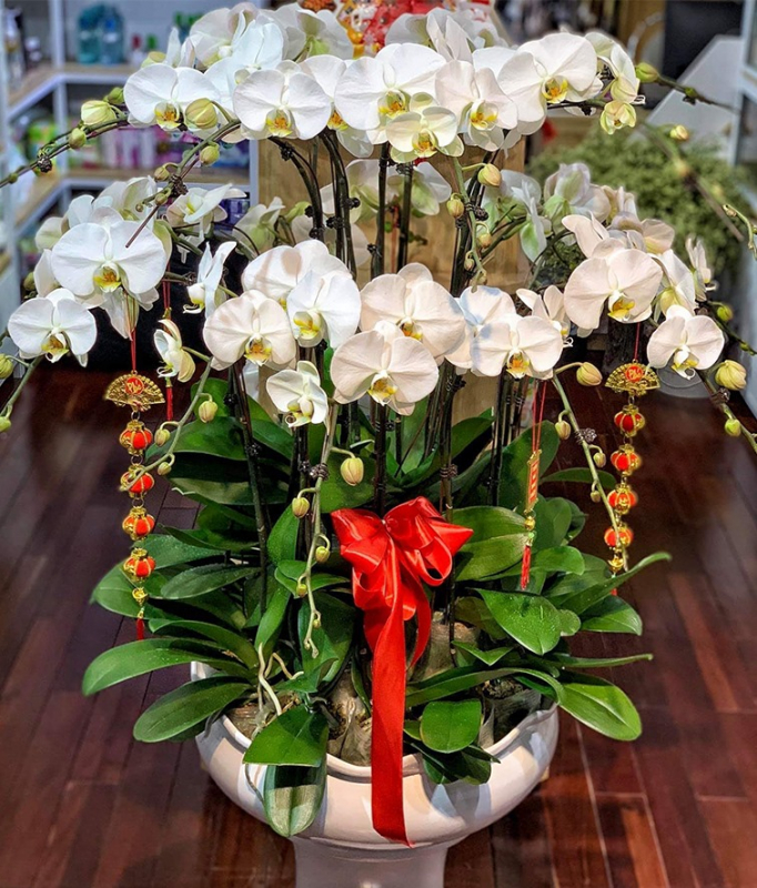 lan hồ điệp đẹp