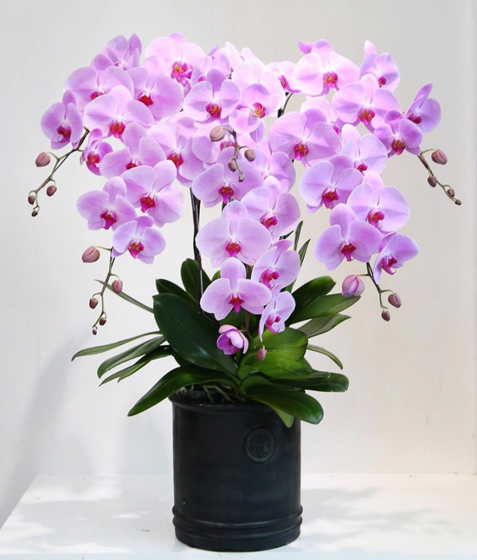 chậu lan hồ điệp