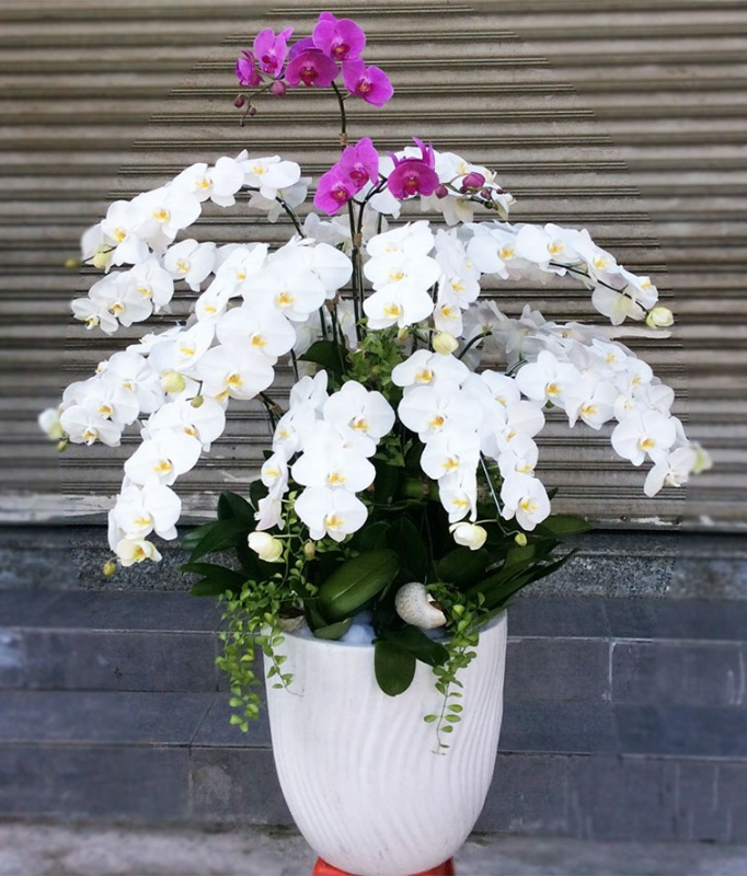 mẫu lan hồ điệp