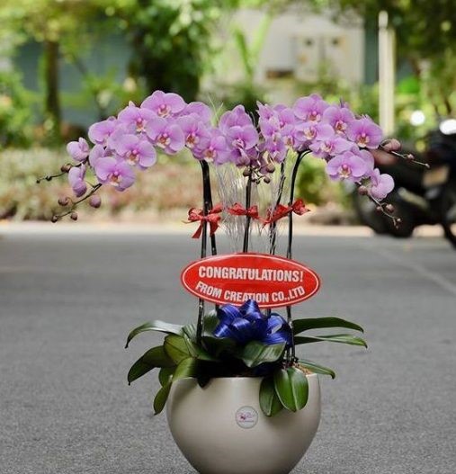 mẫu lan hồ điệp tím