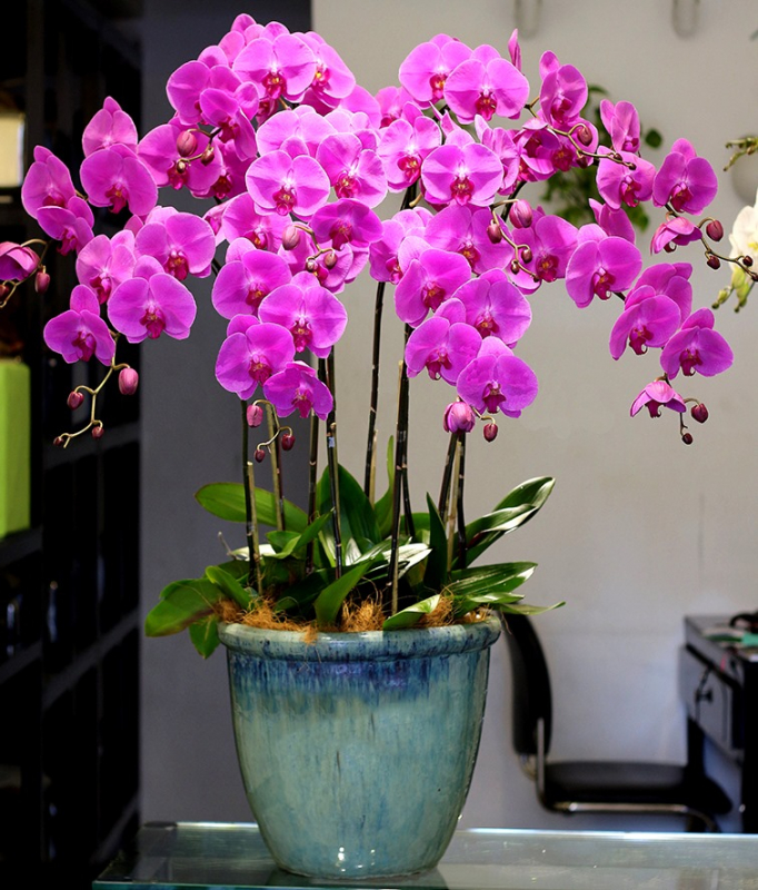 mẫu lan hồ điệp đẹp