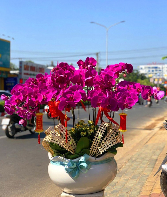 mẫu lan hồ điệp tím