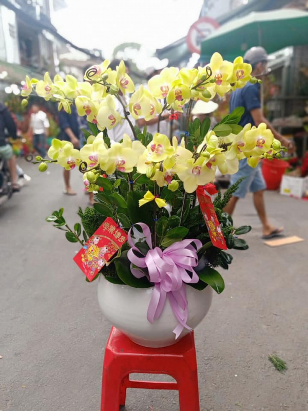 mẫu lan hồ điệp vàng
