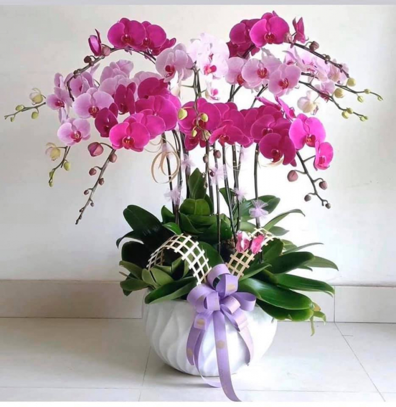 mẫu HD09 màu tím trắng