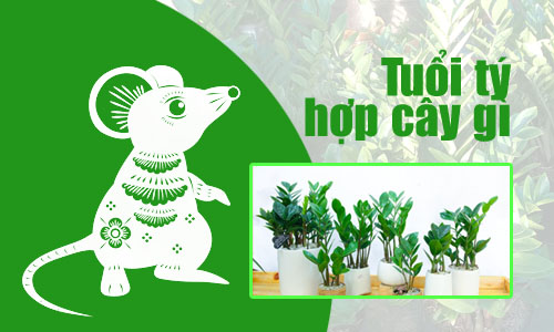 Tuổi tý phù hợp với cây gì