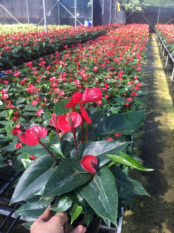 trồng và chăm sóc cây hồng môn