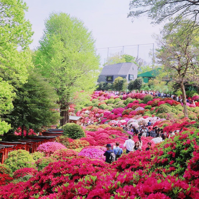 vườn hoa đổ quyên