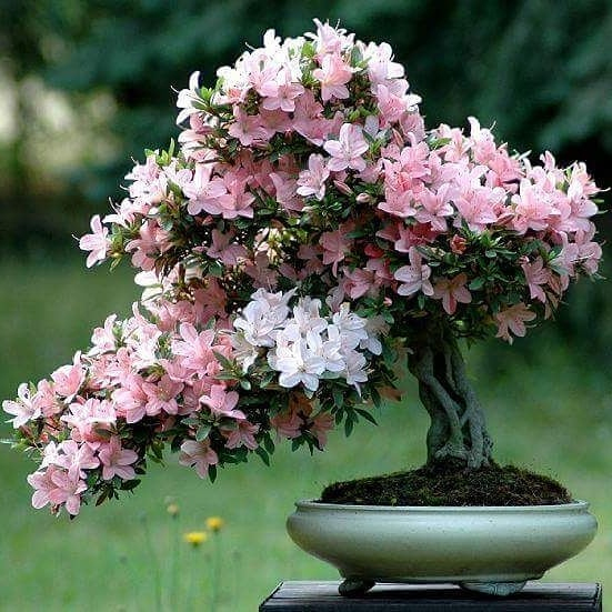 hoa đỗ quyên bonsai