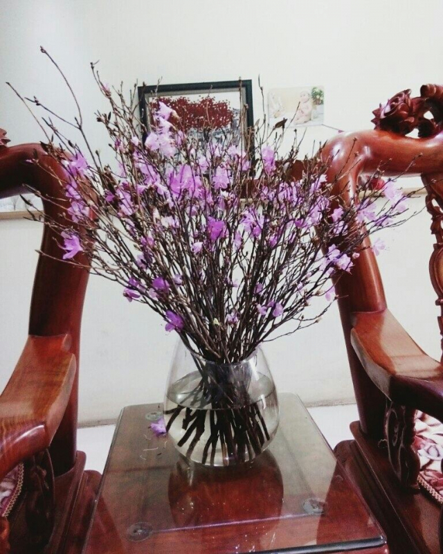 hoa đỗ quyên khô ngủ đông