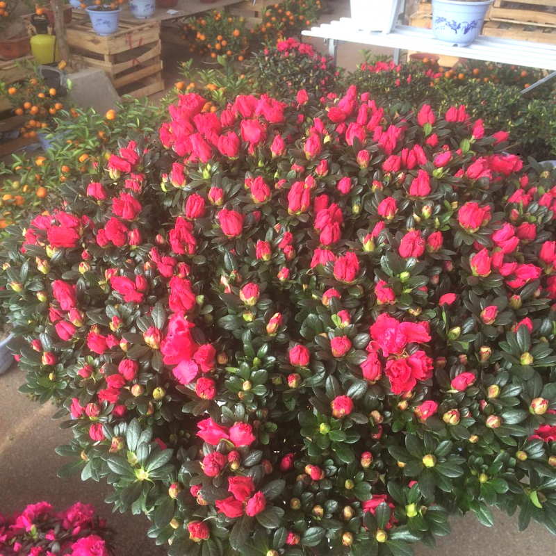 hoa đỗ quyên có độc không