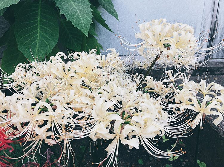 hoa bỉ ngạn trắng