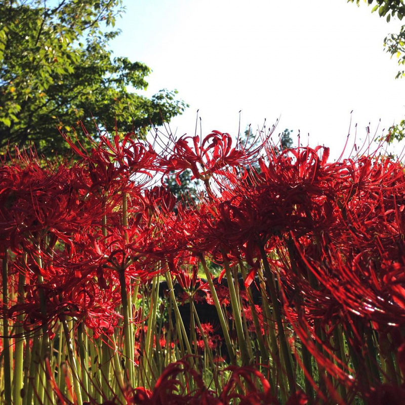 vườn hoa bỉ ngạn đỏ nở