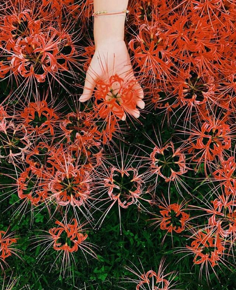 hoa bỉ ngạn đẹp