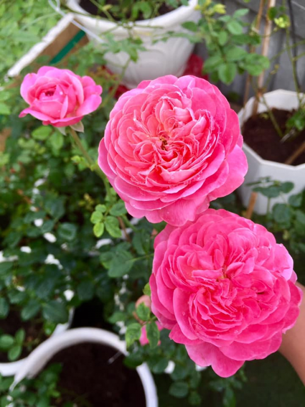 hoa hồng dream light