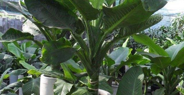 vườn cây đại phú gia