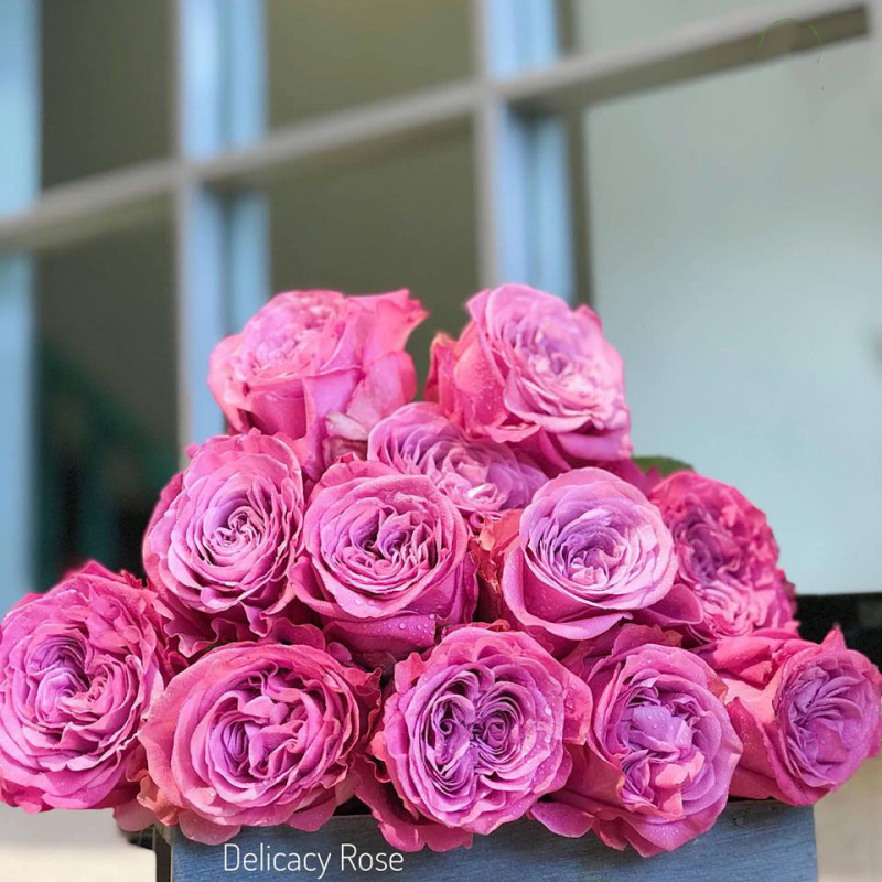 hoa hồng ecuador delicacy rose