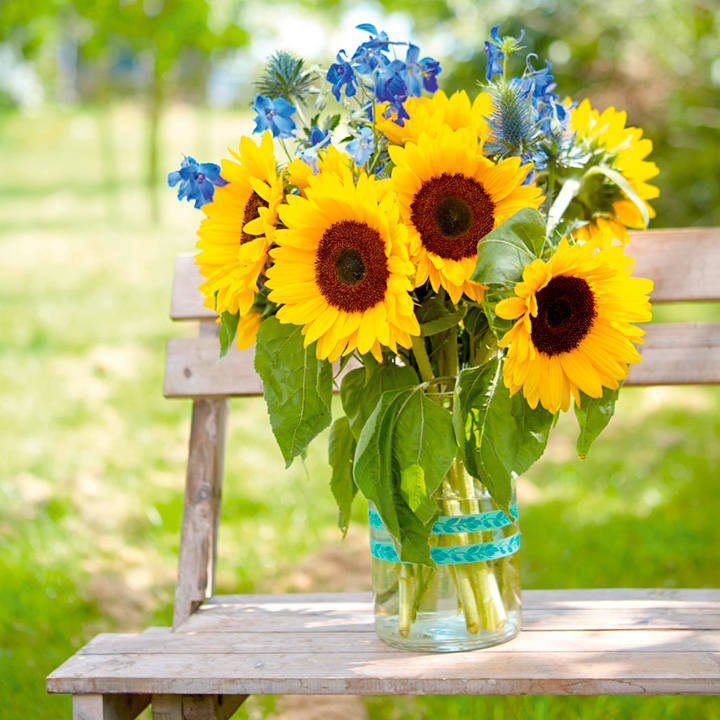 công dụng hoa hướng dương