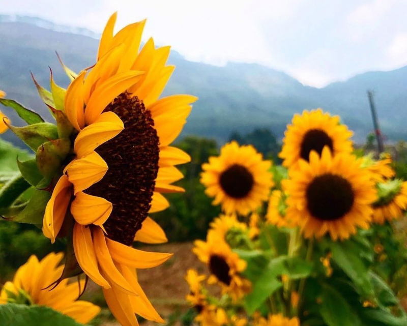 ý nghĩa hoa hướng dương