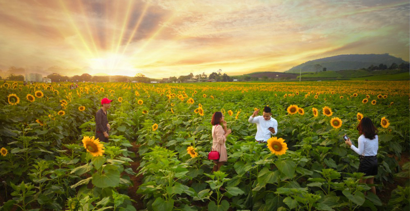 vườn hoa hướng dương