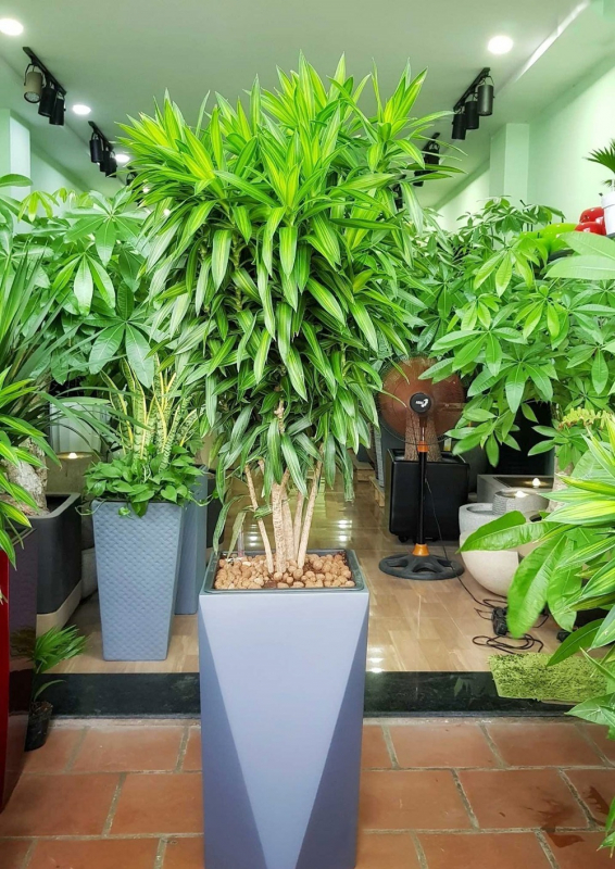 chậu cây trúc bách hợp