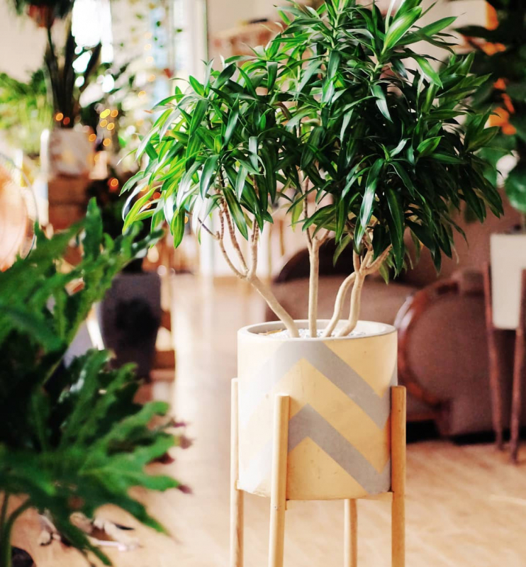 cách chăm sóc trúc bách hợp